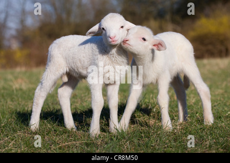 Deux agneaux dans domaine Banque D'Images