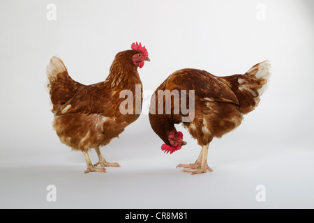 Deux poules, studio shot Banque D'Images