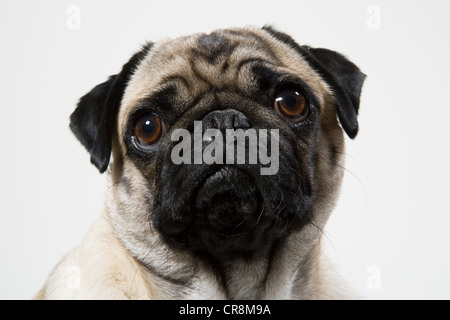 Le PUG dog close up, portrait Banque D'Images