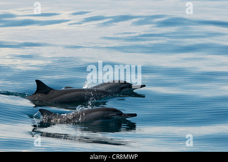 Les dauphins, Sri Lanka Banque D'Images