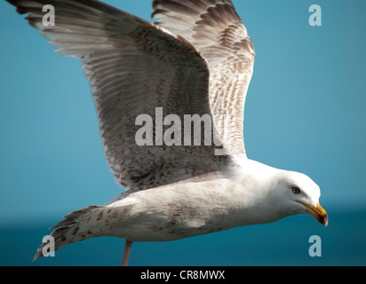 Une mouette regarde autour de quelque chose à manger Banque D'Images