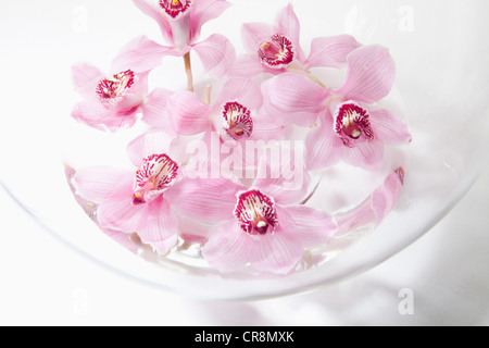 Fleurs roses en bol en verre Banque D'Images