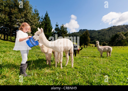 Alimentation fille alpagas au domaine Banque D'Images