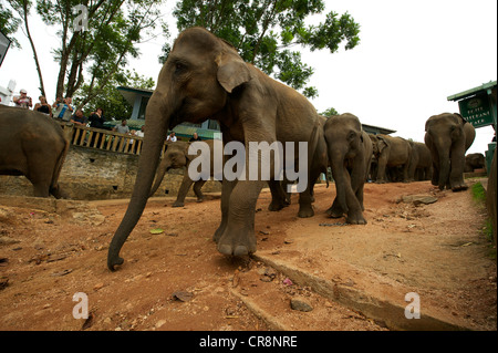 La marche des éléphants d'avoir une baignoire, orphelinat des éléphants, Sri Lanka, Pinnawala Banque D'Images