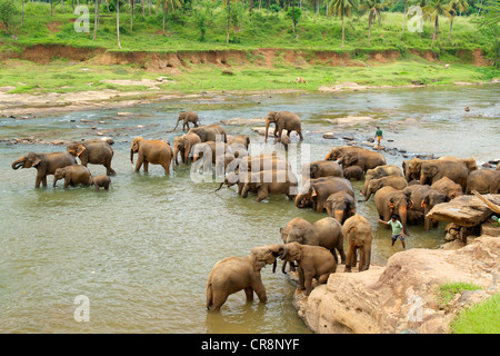 Le bain des éléphants, l'orphelinat des éléphants, Sri Lanka, Pinnawala Banque D'Images