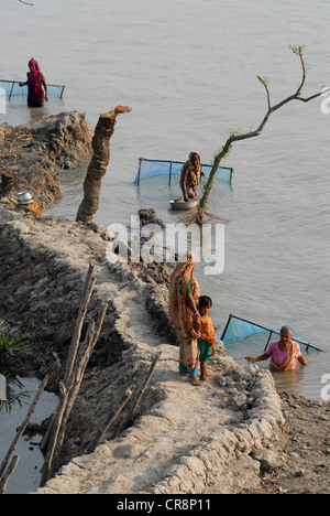 BANGLADESH , village de Kalabogi au bord de la rivière Shibsha près du golfe du Bengale, les peuples sont les plus touchés par le changement climatique, la femme recueille les larves de crevettes avec le filet de pêche, les larves de crevettes sont utilisées pour la reproduction de crevettes en aquaculture Banque D'Images