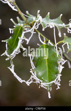 Le givre Le givre blanc, formé par du brouillard givrant, déposés sur un web araignées sur Holly Ilex aquifolium feuilles. Berkshire, Royaume-Uni. Banque D'Images