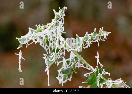 Le givre Le givre blanc, formé par du brouillard givrant, déposés sur un web araignées sur Holly Ilex aquifolium feuilles. Berkshire, Royaume-Uni. Banque D'Images