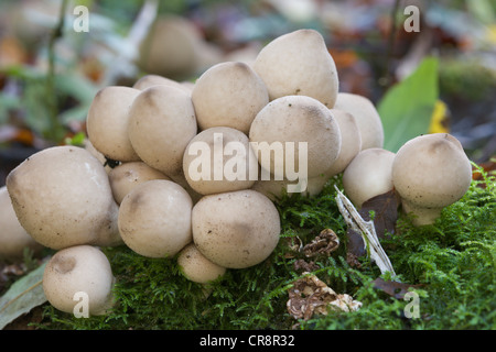 Vesse-de-commune, Lycoperdon perlatum croissant sous Lion, Oxfordshire, UK. Banque D'Images