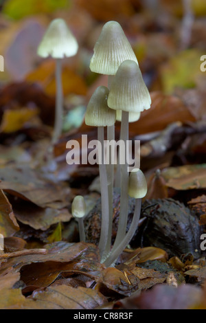 Angel's Bonnet Mycena arcangeliana, Oxfordshire, UK. Banque D'Images