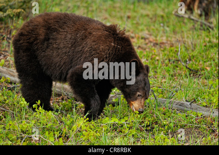 Ours noir (Ursus americanus) de cannelle sow se nourrissant d'herbes et de fleurs, Jasper National Park, Alberta, Canada Banque D'Images