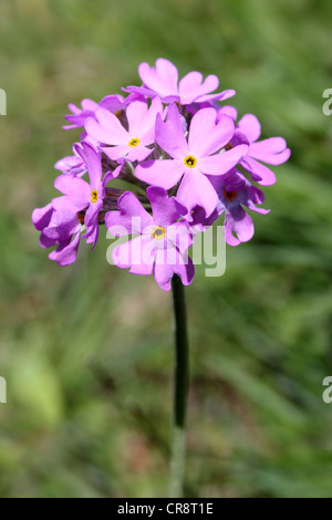 Bird's-eye Primrose Primula farinosa Banque D'Images