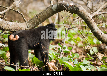 Les Célèbes Crested Macaque (Macaca nigra) dans une forêt, parc national de Tangkoko, Sulawesi, Indonésie, Asie Banque D'Images