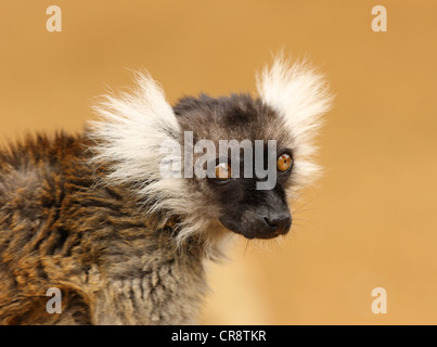 Portrait d'un noir et blanc Gélinotte Lemur Banque D'Images