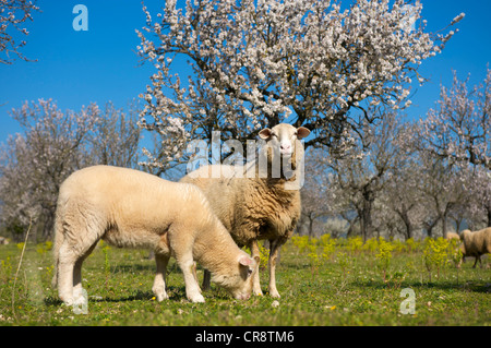 Le pâturage des moutons dans un pâturage entre les amandiers en fleurs à Alaro sur Majorque, Iles Baléares, Espagne, Europe Banque D'Images