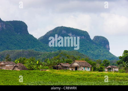 Colline calcaire, terres agricoles et maison de village en vallée de Vinales, site du patrimoine mondial de l'UNESCO, Cuba Banque D'Images