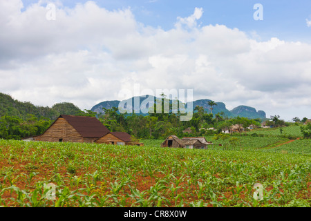 Colline calcaire, terrains de culture et de séchage du tabac maison dans vallée de Vinales, site du patrimoine mondial de l'UNESCO, Cuba Banque D'Images