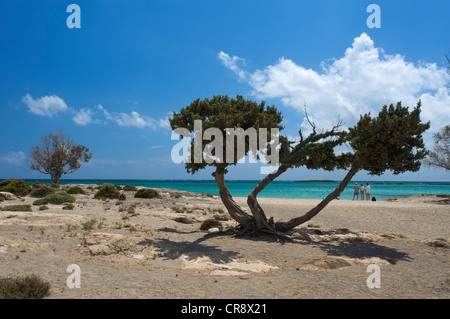 Plage d'Elafonissi, côte sud-ouest, Crète, Grèce, Europe Banque D'Images