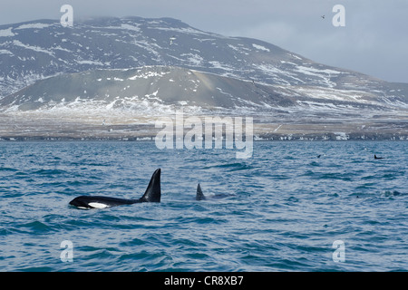 L'épaulard (Orcinus orca) au large de la côte ouest, Grundarfjoerður, Snaefellsnes, Islande, Europe Banque D'Images