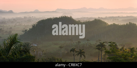 Colline calcaire, terres agricoles et palmeraie dans morning mist, Vallée de Vinales, site du patrimoine mondial de l'UNESCO, Cuba Banque D'Images