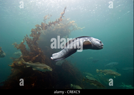 (Loup des Anarhichadidae) à un aquarium à Ålesund, Møre og Romsdal, Norvège, Europe Banque D'Images