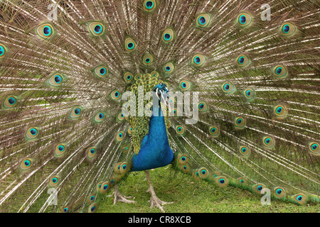 Portrait of a male Peacock afficher ses plumes Banque D'Images