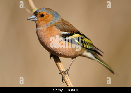 Chaffinch Banque D'Images