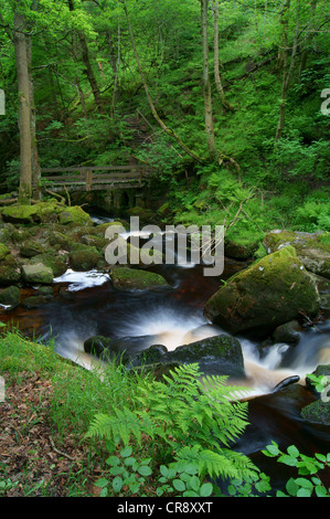 UK,Derbyshire, Peak District,Burbage Brook circulant dans les gorges de Padley Banque D'Images