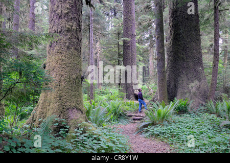 Randy Stoltmann Grove commémorative, épicéas de Sitka, Carmanah Walbran Provincial Park, British Columbia, Canada Banque D'Images