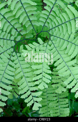 Fern, Carmanah Walbran Provincial Park, British Columbia, Canada Banque D'Images