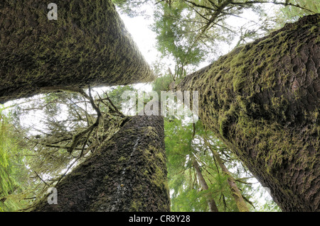 Trois Sœurs, Sitka Spruce Grove, Carmanah Walbran Provincial Park, British Columbia, Canada Banque D'Images