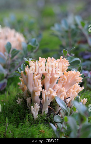 Le corail rose Ramaria formosa (champignons), l'île de Vancouver, Colombie-Britannique, Canada Banque D'Images