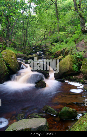 UK,Derbyshire, Peak District,Burbage Brook circulant dans les gorges de Padley Banque D'Images