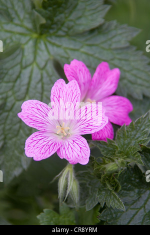 Geranium x oxonianum Claridge Druce Banque D'Images