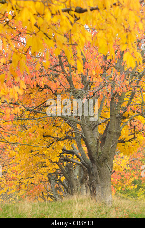 Cerisier (Prunus sp.) arbres en automne avec des feuilles, des montagnes du Harz, Saxe-Anhalt, Allemagne, Europe Banque D'Images