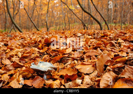 Le vert-de-vieux (Agaric Stropharia aeruginosa) en feuilles de hêtre avec de faines, Ilsetal vallée, Saxe-Anhalt, Allemagne, Europe Banque D'Images