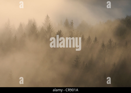 Brouillard sur Nasser Grund vallée, des montagnes de grès de l'Elbe, Saxe, Allemagne, Europe Banque D'Images