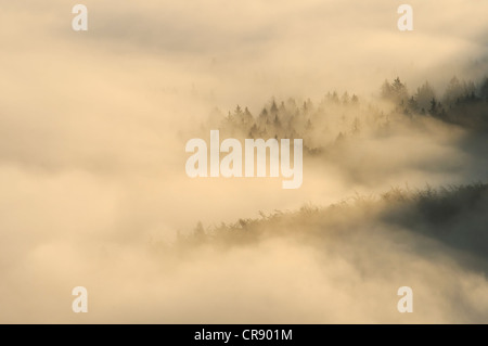 Brouillard sur Nasser Grund vallée, des montagnes de grès de l'Elbe, Saxe, Allemagne, Europe Banque D'Images