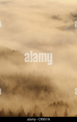 Brouillard sur Nasser Grund vallée, des montagnes de grès de l'Elbe, Saxe, Allemagne, Europe Banque D'Images