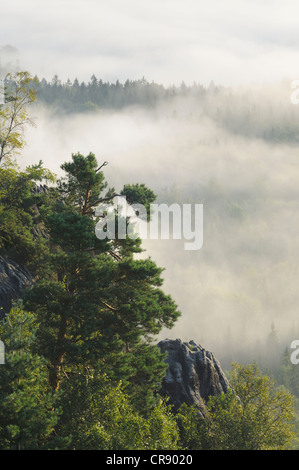 Brouillard sur Nasser Grund vallée, des montagnes de grès de l'Elbe, Saxe, Allemagne, Europe Banque D'Images