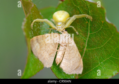 Araignée crabe ou araignée fleur (Misumena vatia) avec l'espèce de proie, au milieu de la Réserve de biosphère de l'Elbe Elbe, région centrale Banque D'Images