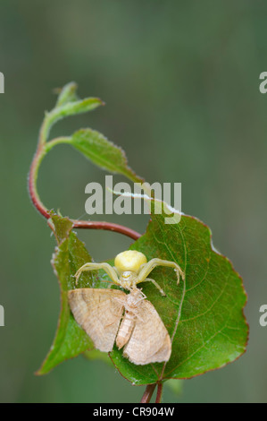 Araignée crabe ou araignée fleur (Misumena vatia) avec l'espèce de proie, au milieu de la Réserve de biosphère de l'Elbe Elbe, région centrale Banque D'Images