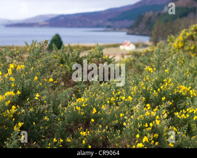 Croft House et la floraison l'ajonc, Loch Broom, Ecosse Banque D'Images