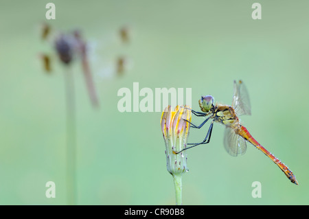 Sympetrum depressiusculum tacheté (dard), homme, Brandenburg, Germany, Europe Banque D'Images