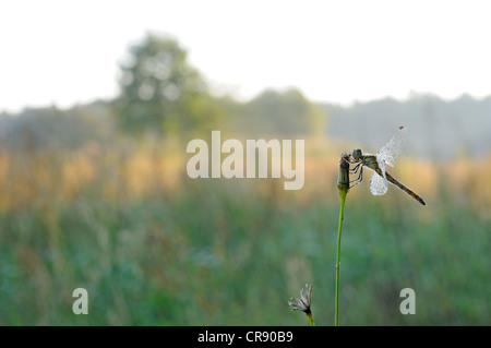 Sympetrum depressiusculum tacheté (dard), femme de l'habitat, Brandenburg, Germany, Europe Banque D'Images