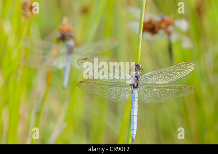 (Orthetrum coerulescens skimmer carénées) près de Leipzig, Saxe, Allemagne, Europe Banque D'Images