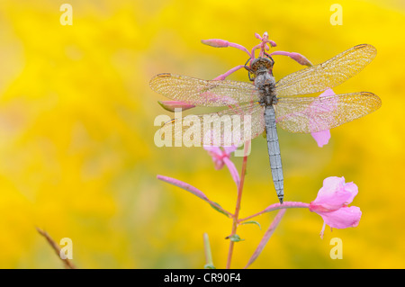 (Orthetrum coerulescens skimmer carénées) près de Leipzig, Saxe, Allemagne, Europe Banque D'Images