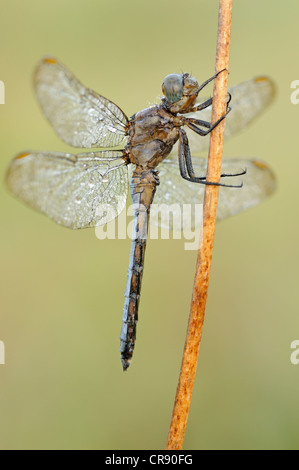 (Orthetrum coerulescens skimmer carénées) près de Leipzig, Saxe, Allemagne, Europe Banque D'Images