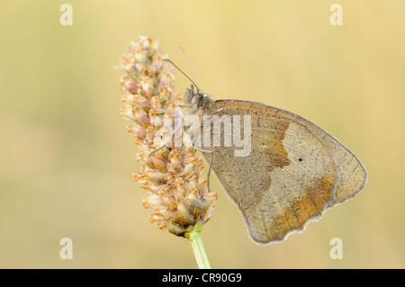 Meadow Brown Butterfly (Maniola jurtina), au milieu de la Réserve de biosphère de l'Elbe, Dessau, Allemagne, Europe Banque D'Images