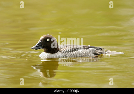 Canard Garrot à oeil d'or (Bucephala clangula), Leipzig, Germany, Europe Banque D'Images